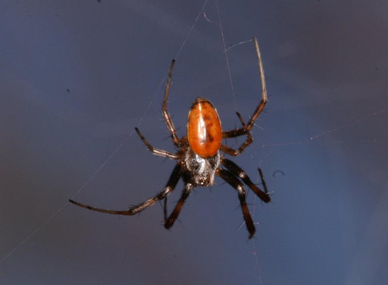 Nephila_ZZ310_D3509_Z_91_Karinji NP_Australie.jpg